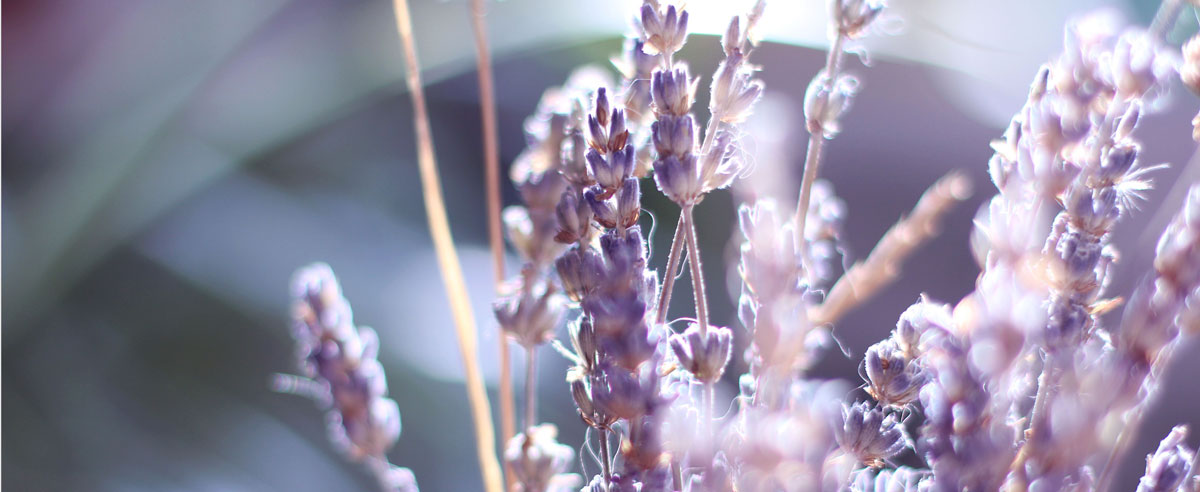 Foto Lavendel